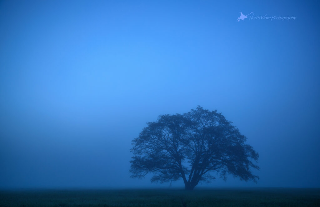 elm-tree-fog-in-blue-moment-for-macbookpro
