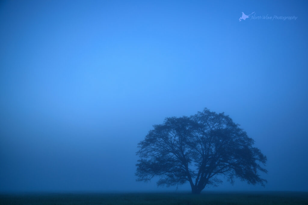 elm-tree-fog-in-blue-moment-for-surfaceprox