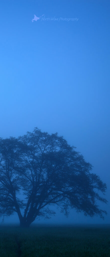elm-tree-fog-in-blue-moment-for-xperia