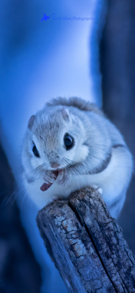 ezo-flying-squirrel-for-iphone13