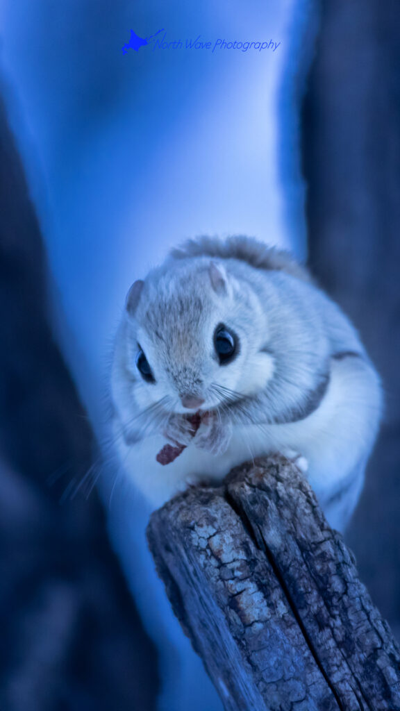 ezo-flying-squirrel-for-iphone8