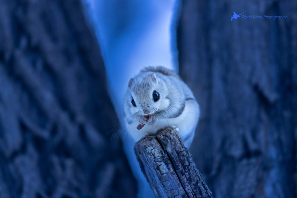 ezo-flying-squirrel-for-surfaceprox