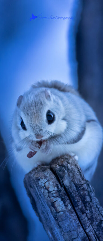 ezo-flying-squirrel-for-xperia