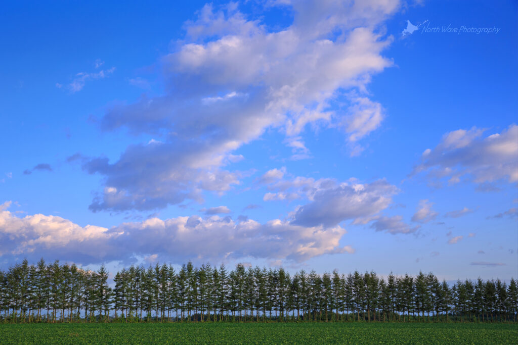 blue-sky-and-windbreak-for-surfaceprox