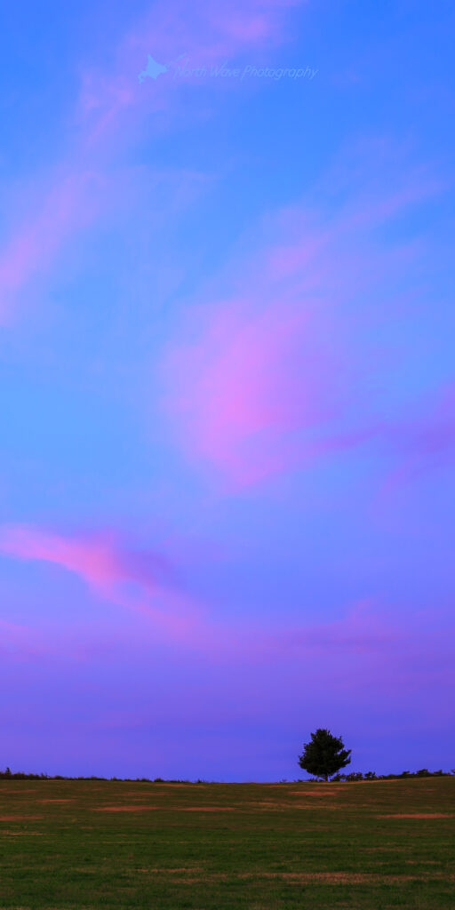 pink-clouds-and-a-tree-at-sunrise-for-aquos-wallpaper