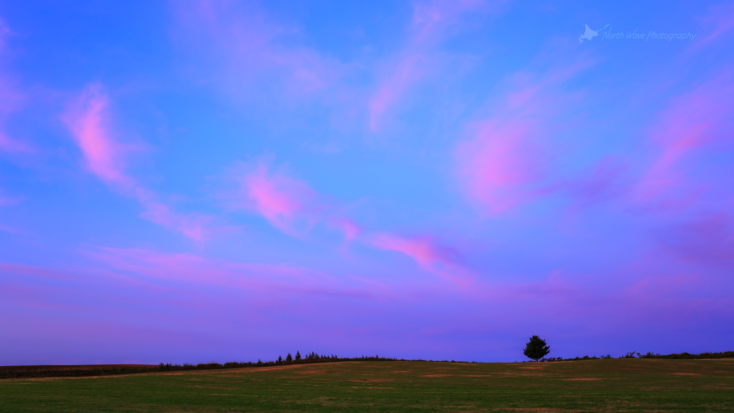 北海道の風景壁紙 ピンク色の朝焼けと一本木 No 31 North Wave Photography