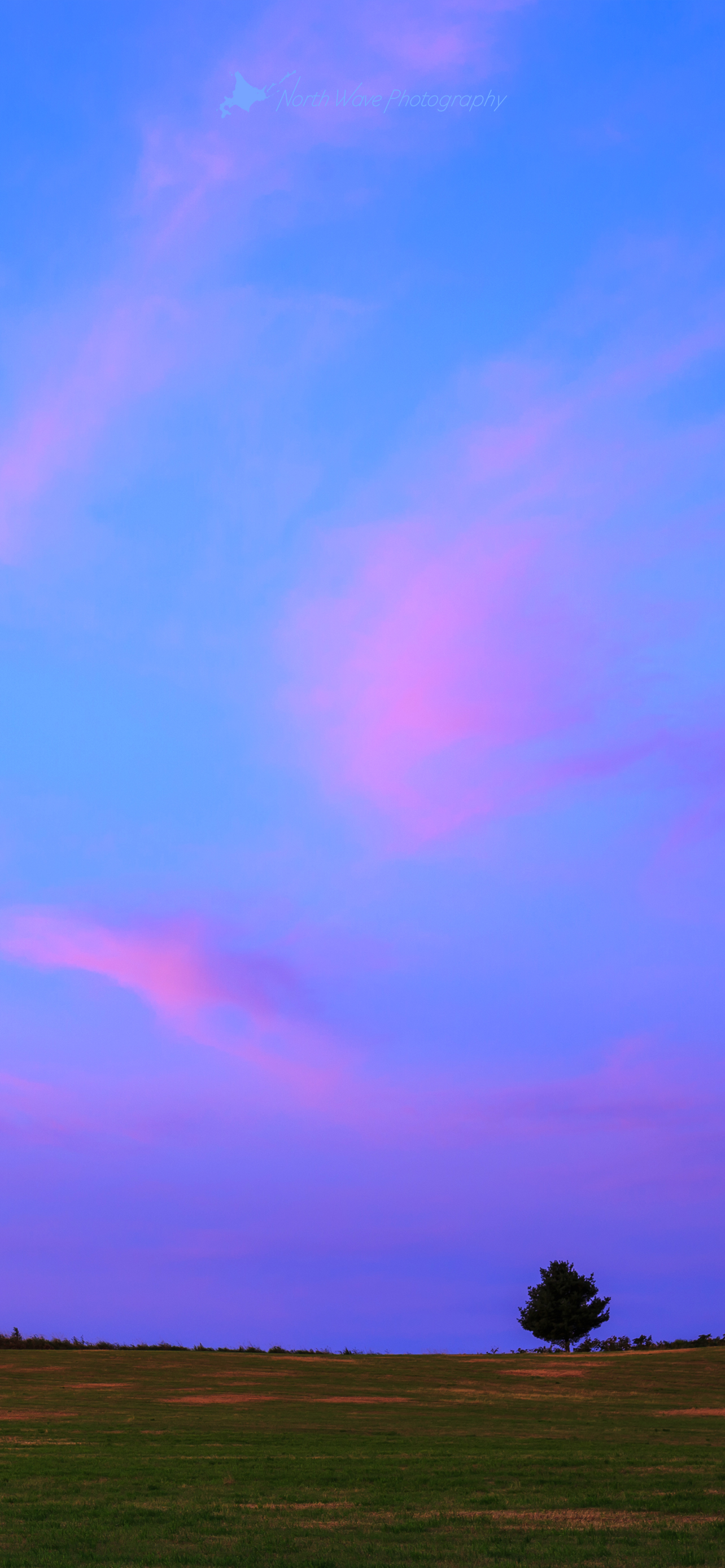 北海道の風景壁紙 ピンク色の朝焼けと一本木 No 31 North Wave Photography