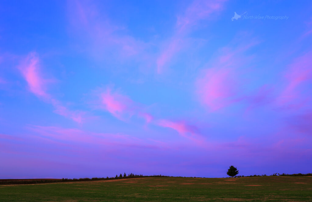 pink-clouds-and-a-tree-at-sunrise-for-macbookpro-wallpaper