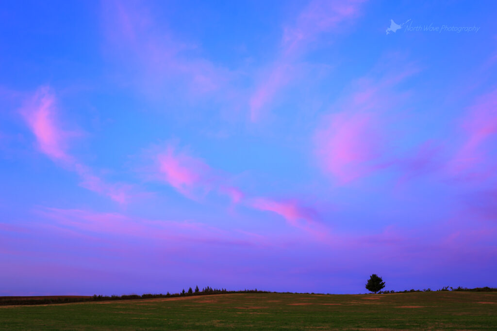 pink-clouds-and-a-tree-at-sunrise-for-surfaceprox-wallpaper