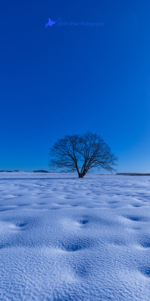 elm-tree-and-snow-dimple-for-aquos-wallpaper