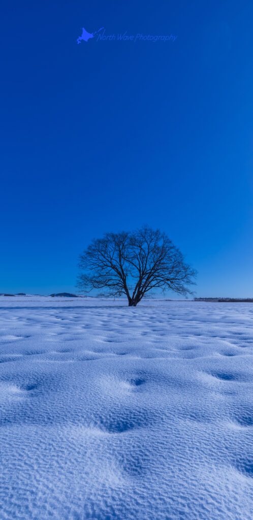 elm-tree-and-snow-dimple-for-galaxy-wallpaper