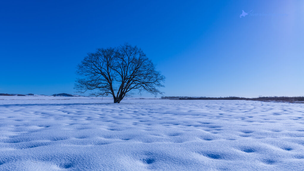 elm-tree-and-snow-dimple-for-imac-wallpaper
