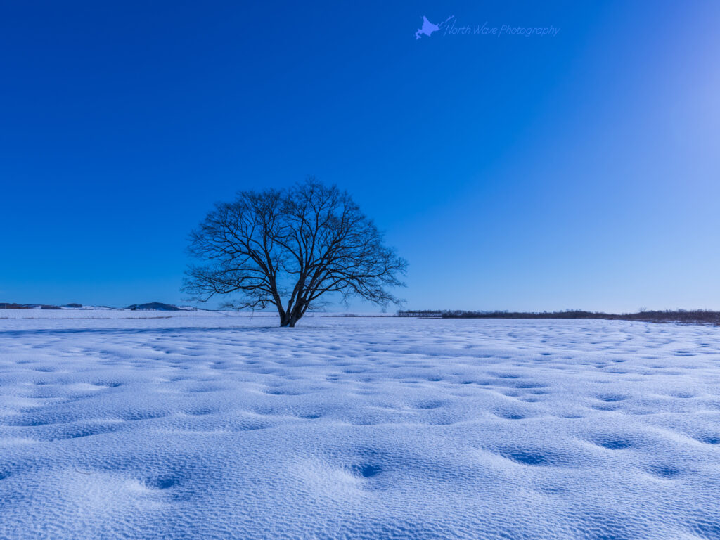 elm-tree-and-snow-dimple-for-ipadpro-wallpaper