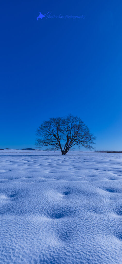 elm-tree-and-snow-dimple-for-iphone13-wallpaper