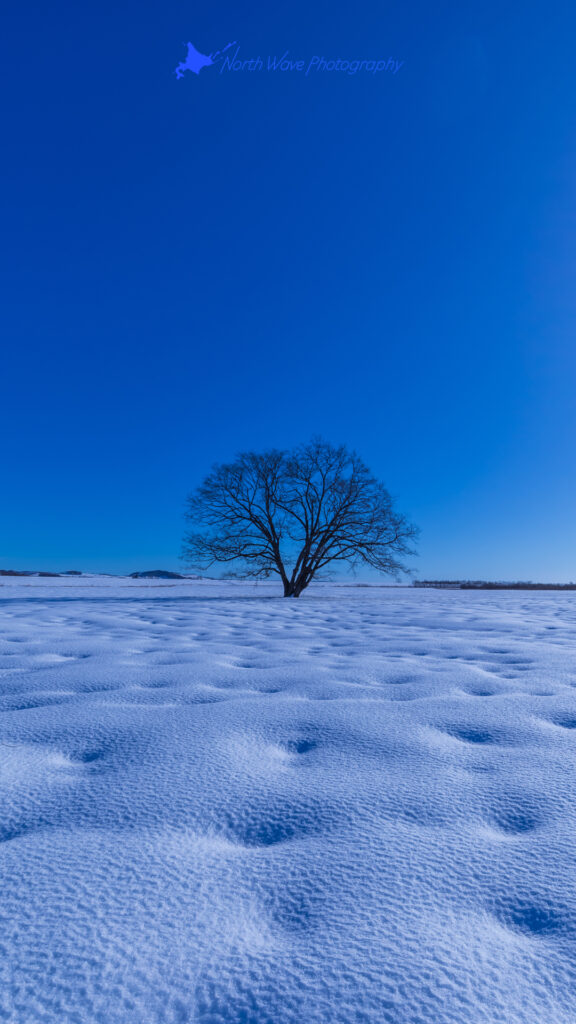 elm-tree-and-snow-dimple-for-iphone8-wallpaper