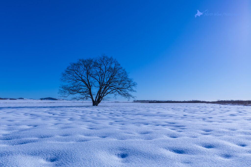 elm-tree-and-snow-dimple-for-surfaceprox-wallpaper
