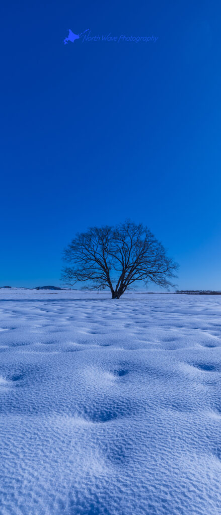 elm-tree-and-snow-dimple-for-xperia-wallpaper