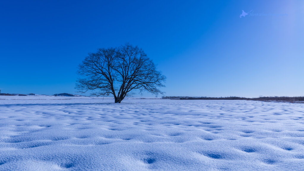 elm-tree-and-snow-dimple-for-zoom-virtual-background