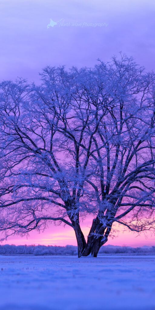 japanese-elm-tree-in-snow-field-and-pink-morning-sky-for-aquos-wallpaper