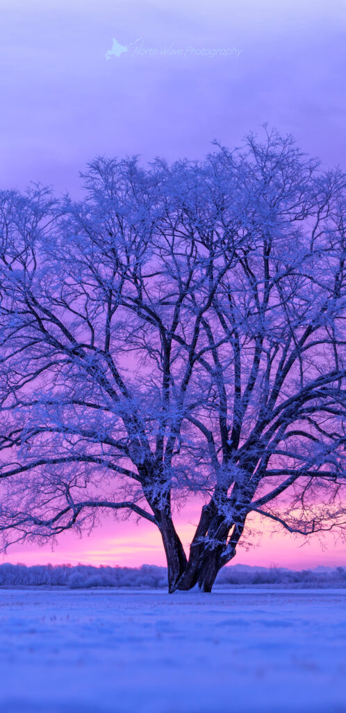 japanese-elm-tree-in-snow-field-and-pink-morning-sky-for-galaxy-wallpaper