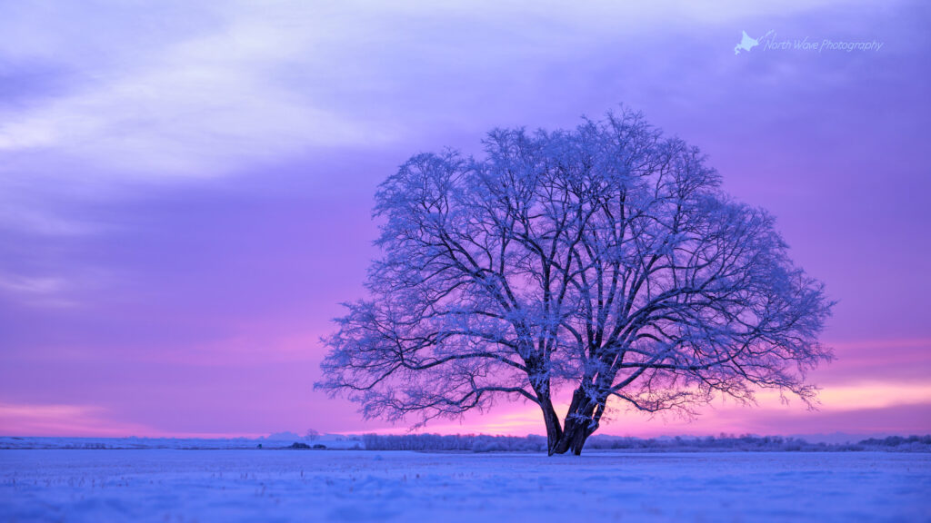 japanese-elm-tree-in-snow-field-and-pink-morning-sky-for-imac-wallpaper