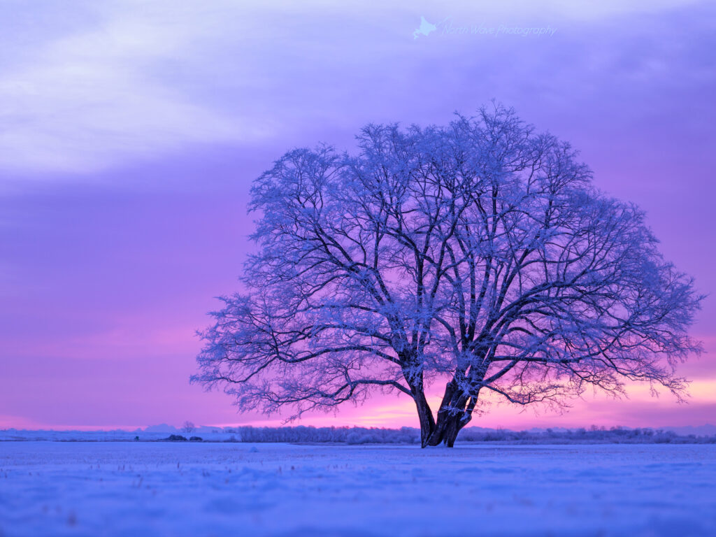 japanese-elm-tree-in-snow-field-and-pink-morning-sky-for-ipadpro-wallpaper
