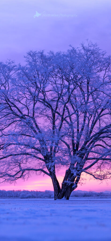 japanese-elm-tree-in-snow-field-and-pink-morning-sky-for-iphone13-wallpaper