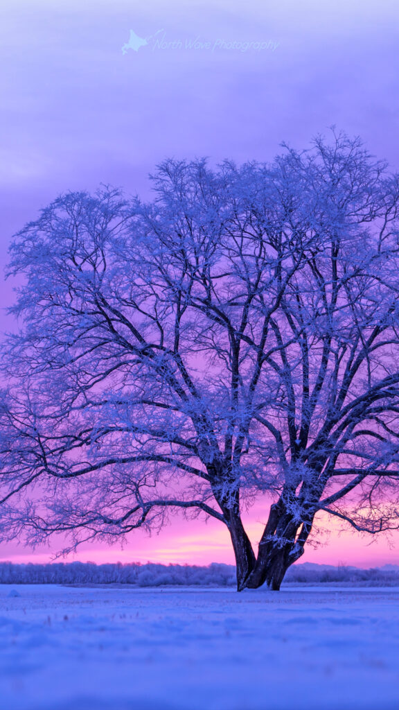 japanese-elm-tree-in-snow-field-and-pink-morning-sky-for-iphone8-wallpaper