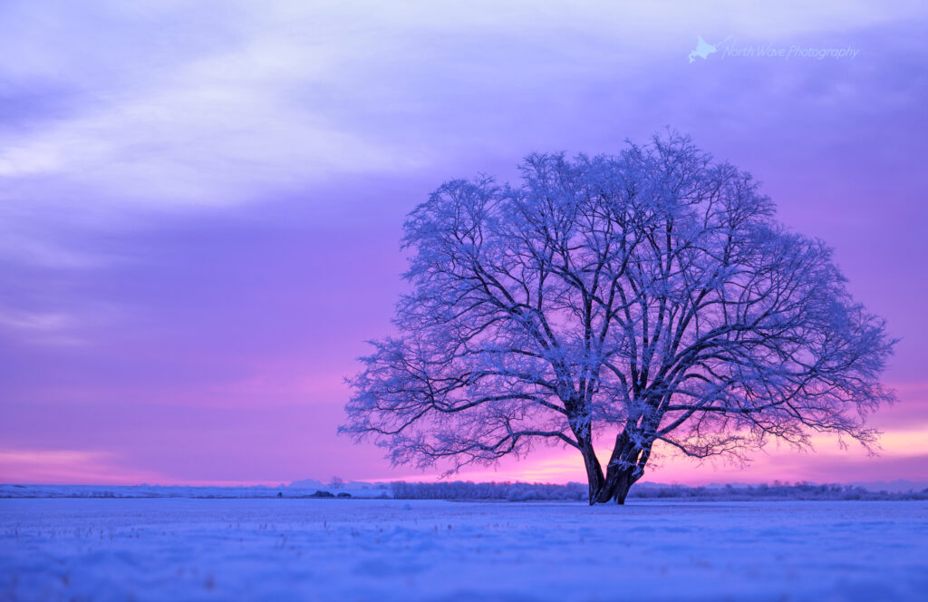 japanese-elm-tree-in-snow-field-and-pink-morning-sky-for-macbookpro-wallpaper
