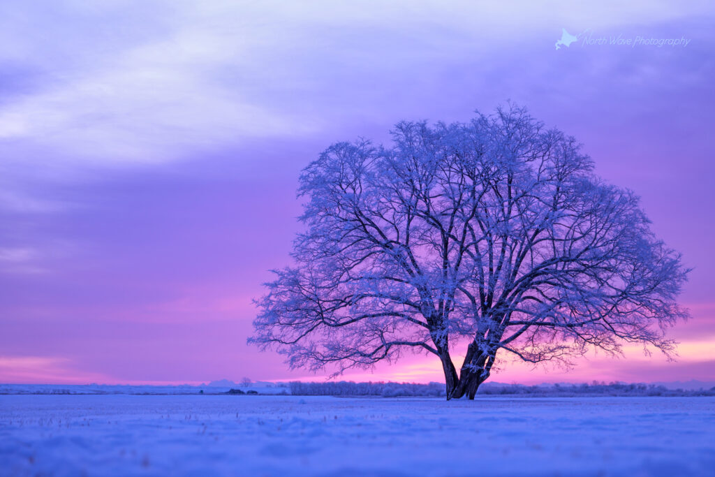 japanese-elm-tree-in-snow-field-and-pink-morning-sky-for-surfaceprox-wallpaper