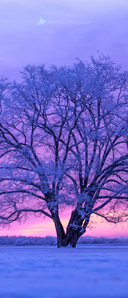 japanese-elm-tree-in-snow-field-and-pink-morning-sky-for-xperia-wallpaper
