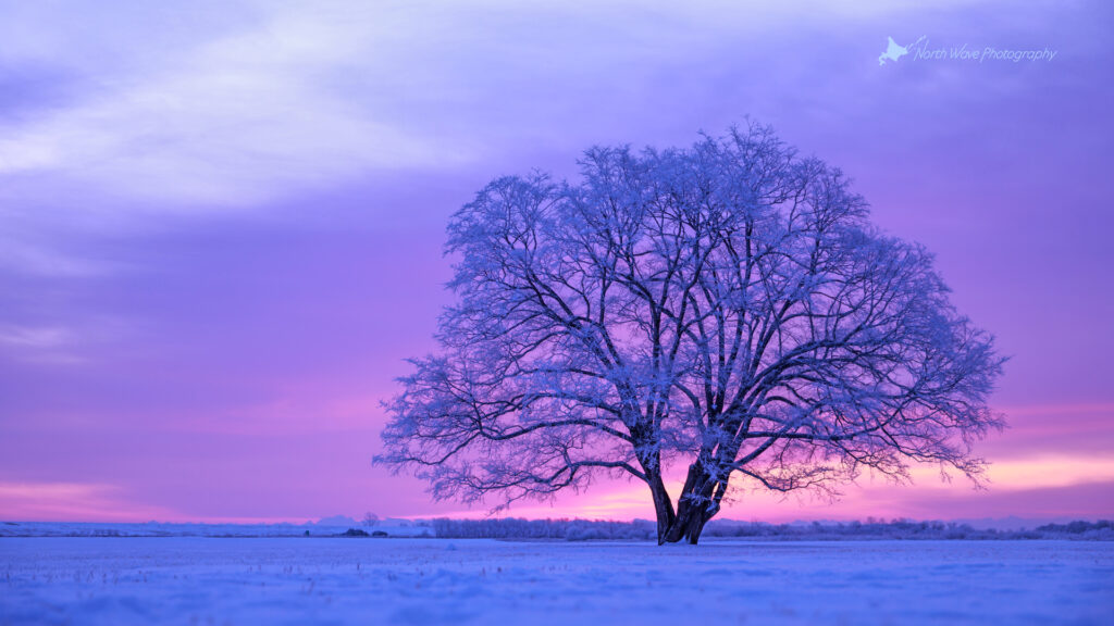 japanese-elm-tree-in-snow-field-and-pink-morning-sky-for-zoom-virtual-background
