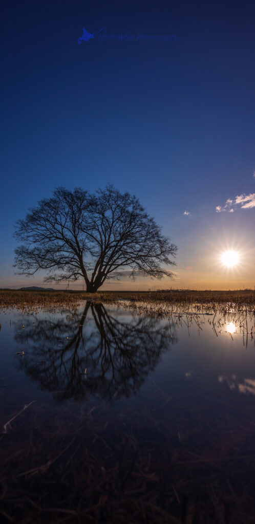 japanese-elm-tree-reflection-in-water-for-galaxy-wallpaper