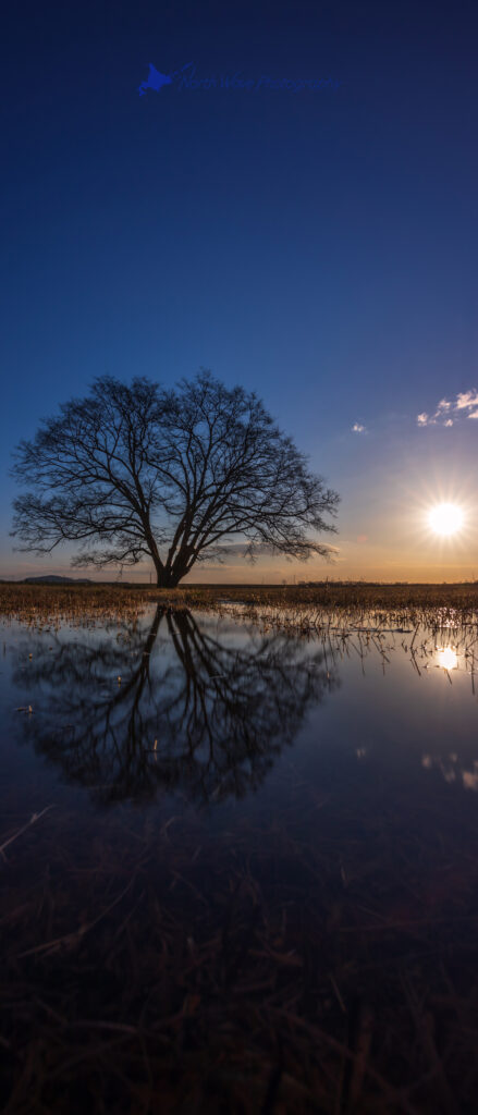 japanese-elm-tree-reflection-in-water-for-xperia-wallpaper