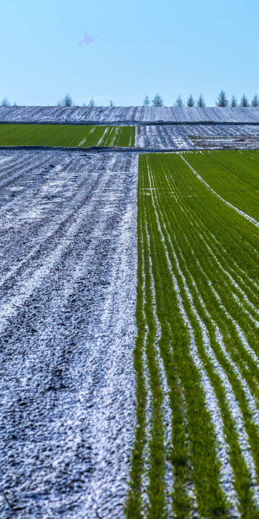 Spring-snow-on-a-wheat-field-for-aquos-wallpaper