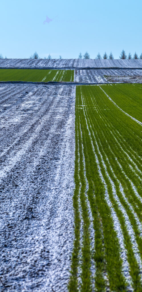 Spring-snow-on-a-wheat-field-for-galaxy-wallpaper