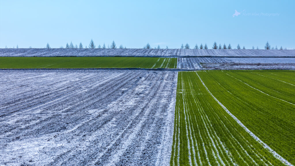 Spring-snow-on-a-wheat-field-for-imac-wallpaper