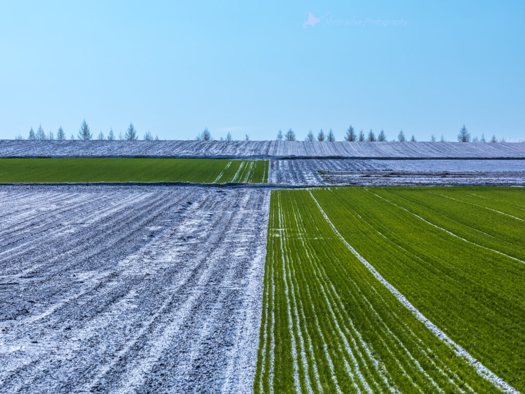 Spring-snow-on-a-wheat-field-for-ipadpro-wallpaper