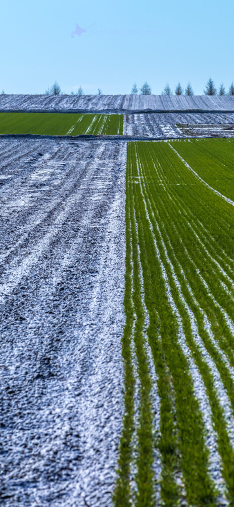 Spring-snow-on-a-wheat-field-for-iphone13-wallpaper