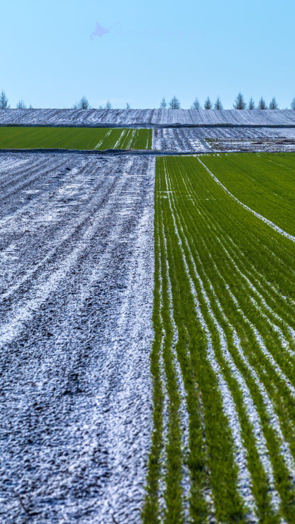 Spring-snow-on-a-wheat-field-for-iphone8-wallpaper