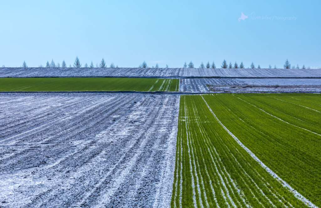 Spring-snow-on-a-wheat-field-for-macbookpro-wallpaper