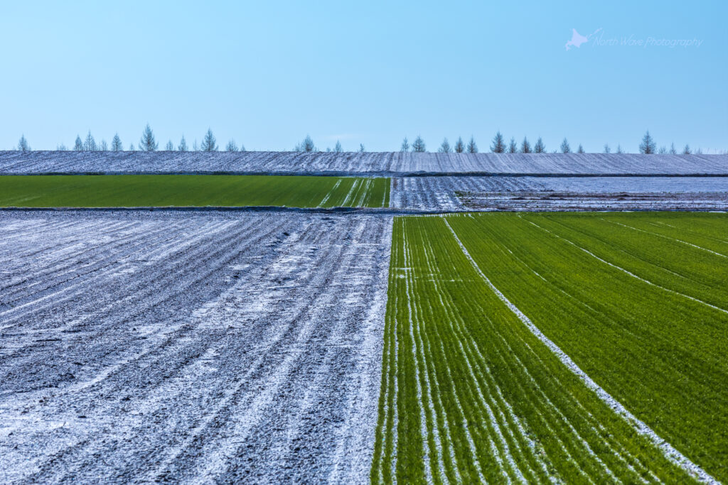 Spring-snow-on-a-wheat-field-for-surfaceprox-wallpaper