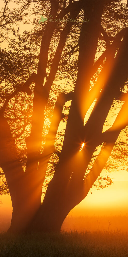 Japanese-elm-tree-and-glow-of-the-morning-sun-for-aquos-wallpaper