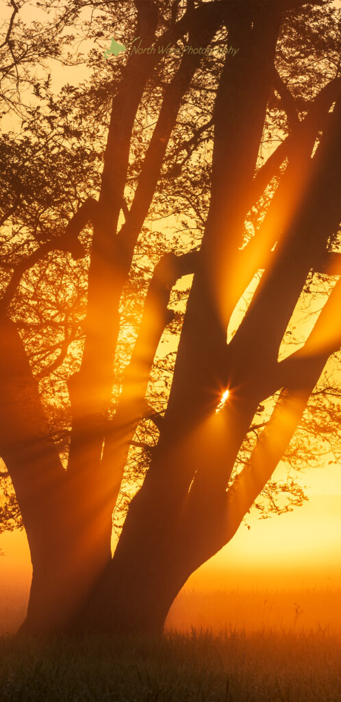 Japanese-elm-tree-and-glow-of-the-morning-sun-for-galaxy-wallpaper