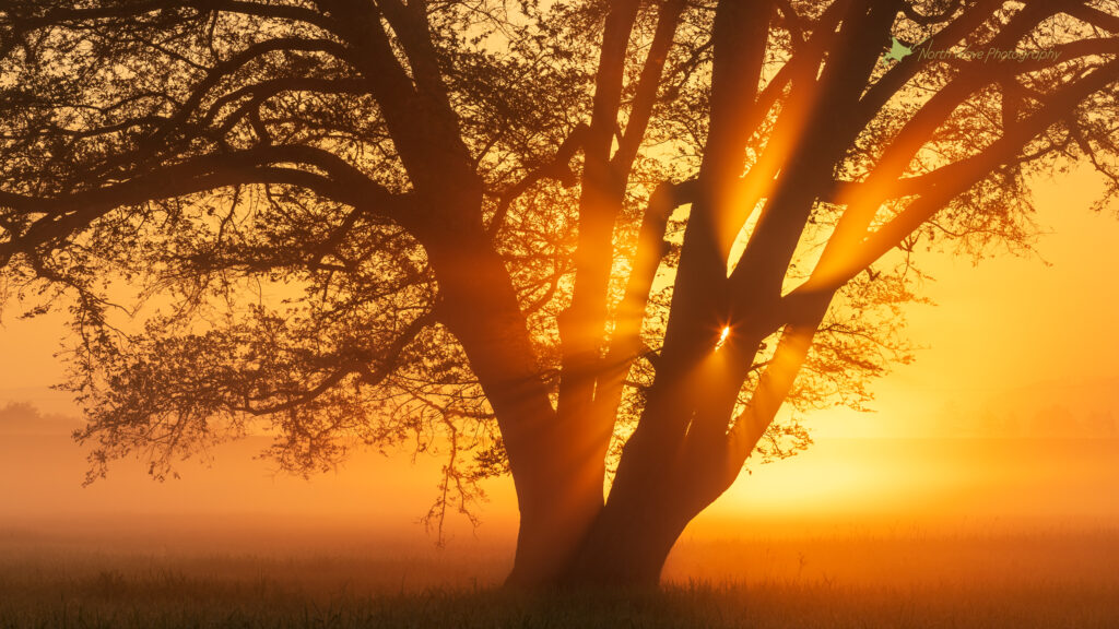 Japanese-elm-tree-and-glow-of-the-morning-sun-for-imac-wallpaper