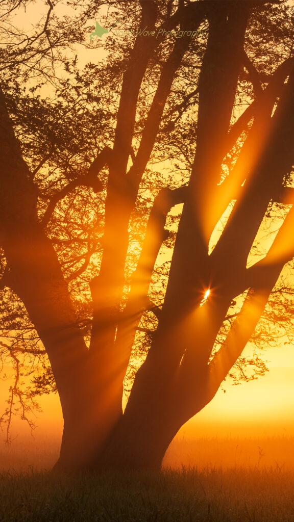 Japanese-elm-tree-and-glow-of-the-morning-sun-for-iphone8-wallpaper