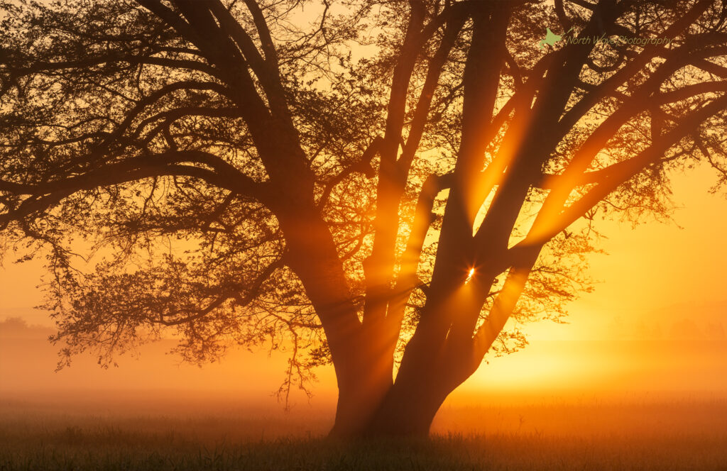 Japanese-elm-tree-and-glow-of-the-morning-sun-for-macbookpro-wallpaper