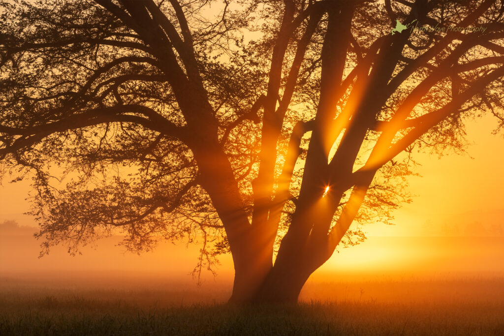 Japanese-elm-tree-and-glow-of-the-morning-sun-for-surfaceprox-wallpaper