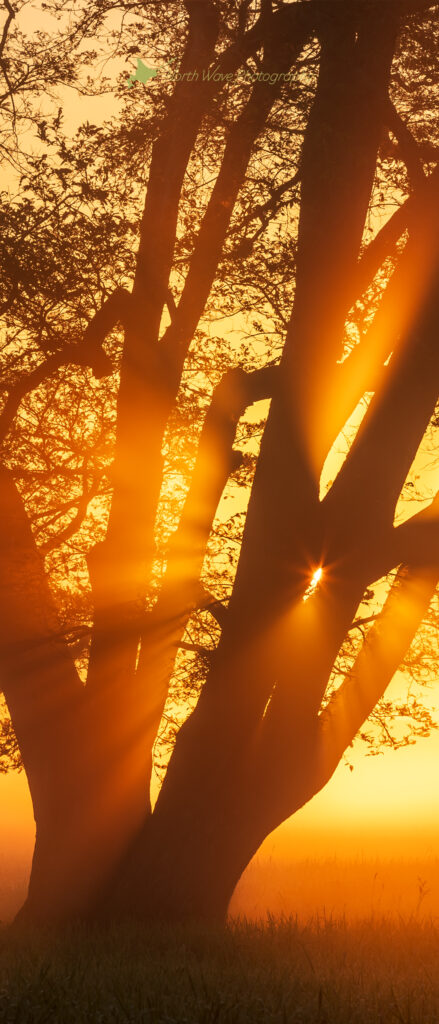 Japanese-elm-tree-and-glow-of-the-morning-sun-for-xperia-wallpaper