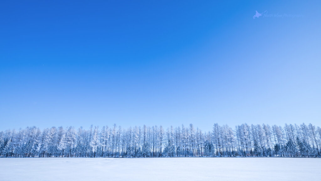 Trees-covered-in-white-rime-for-zoom-virtual-background